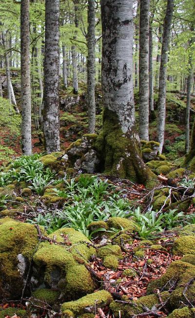 Forêt d’Irati